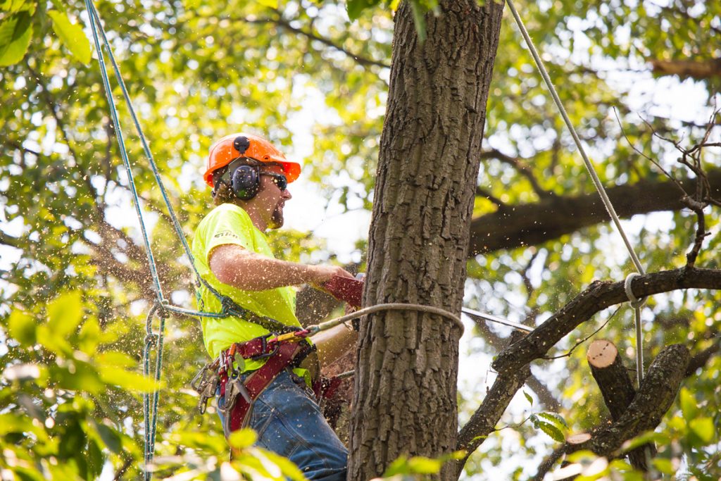 tree removal services