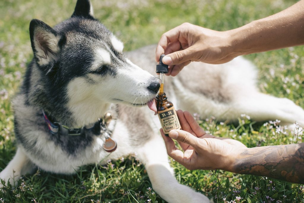 Utilizing CBD Oils For Dog